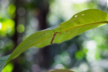 Nature
