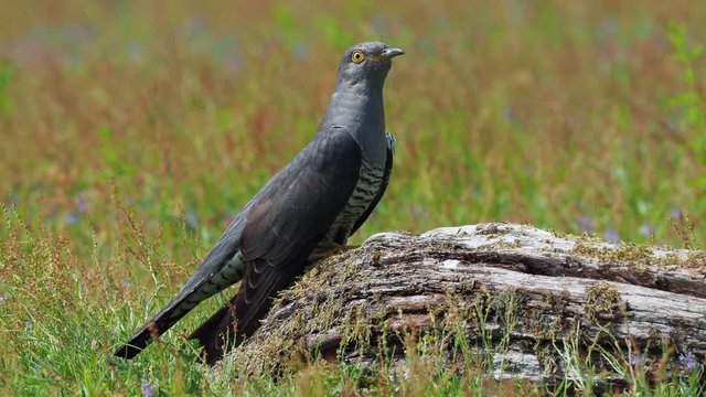 Cuckoo ( Cuculus canorus )  on the ground