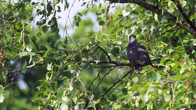 Cuckoo ( Cuculus canorus ) sitting on a tree branch