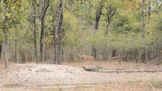 Spotted deer (Axis axis) National Park, India
