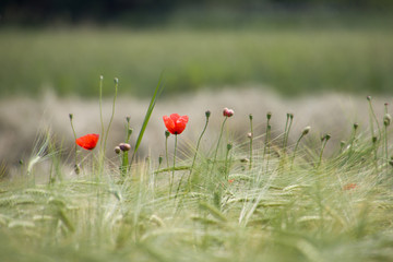 Wild poppies in the wheat field