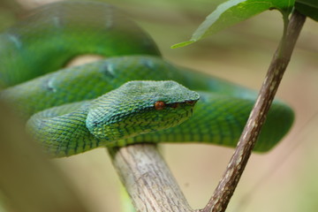 Obraz premium pit viper Borneo