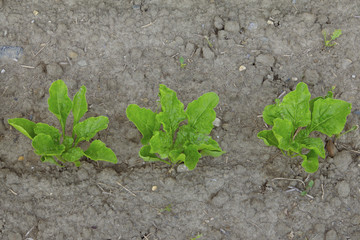 View of growing vegetable and plant agricultural farm 