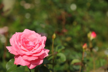 バラ　薔薇　花