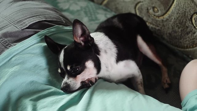 Cute old chihuahua sleeps on the back of his mistress. Animals care concept.