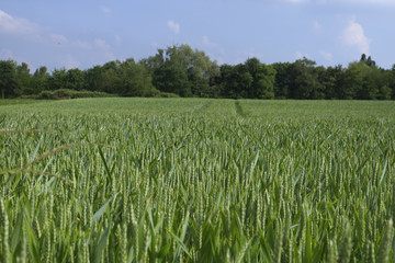 Beautiful green rye field and background of ranged tree.