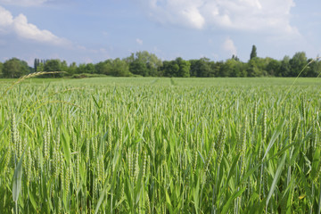 Beautiful green rye field and background of ranged tree.