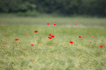 Wheat field with red poppies