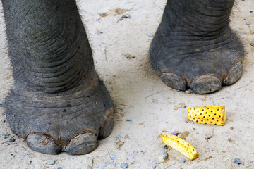 Elephant feet