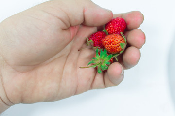 hands holding strawberries isolated on white