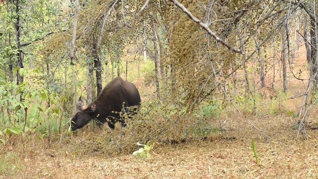 young male gaur or Indian bison who stands among the trees in the forest on a winter sunny day