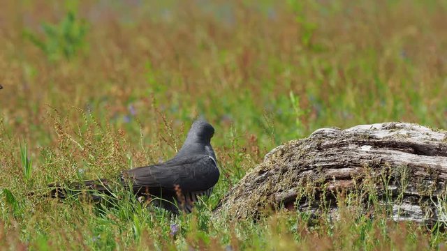 Cuckoo ( Cuculus canorus )  on the ground