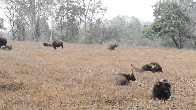 small group of gaurs or Indian bison who rests on a small forest glade