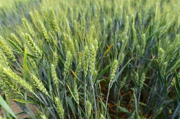 Wheat in the field