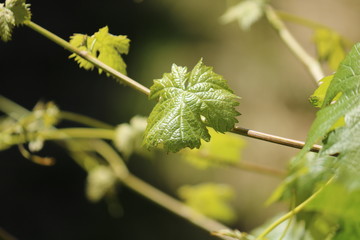Vineyard Leaves