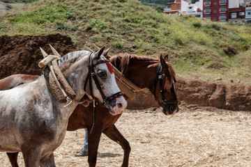 Los Realejos feierte diesen Samstag, 26.05.2018, seine Rindermesse. Es gibt zahlreiche Vorführungen von Rindern, Ziegen, Pferden, Hunden, Tauben, Kanarien, Hühnern und Raubvögeln.