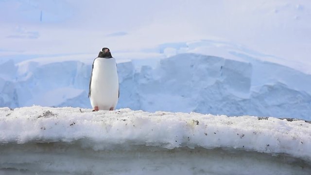 Gentoo Penguins on the bech