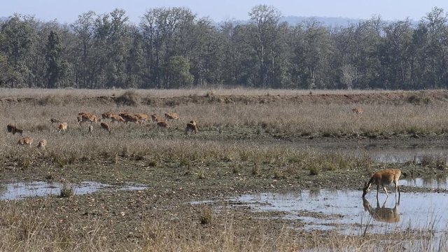 Spotted deer (Axis axis) National Park, India