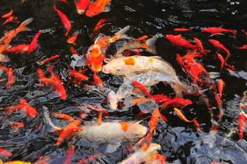 Obraz na płótnie Canvas Koi fish in the pond