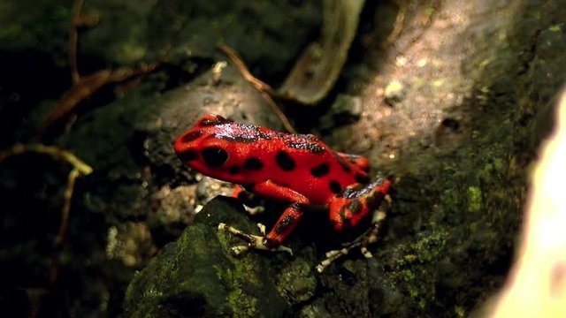 Strawberry poison red dart frog in the Caribbean forest.  These amphibians are known as dart frogs because indigenous people use the frog&rsquo;s poison for blow darts and arrow poison. All wild dart frogs 