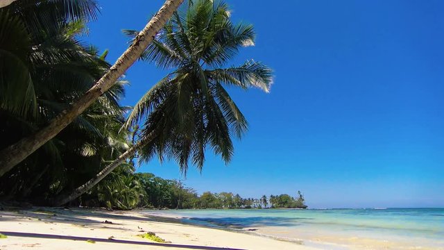 Idyllic Caribbean white virgin beach with palm trees on the water.  Unspoiled island with pristine crystal waters. Carenero virgin beaches in Bocas del Toro islands in the Isla Bastimentos in Panama.