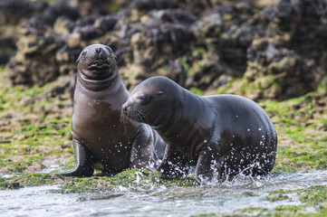 Fototapeta premium Sea Lion pup , Patagonia Argentina