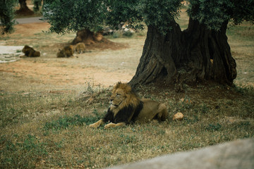 Lions in the in Fasano apulia Italy