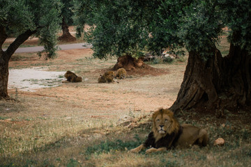 Fototapeta na wymiar Lions in the in Fasano apulia Italy