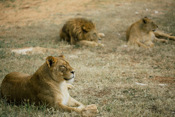 Lions in the in Fasano apulia Italy © Vivid Cafe
