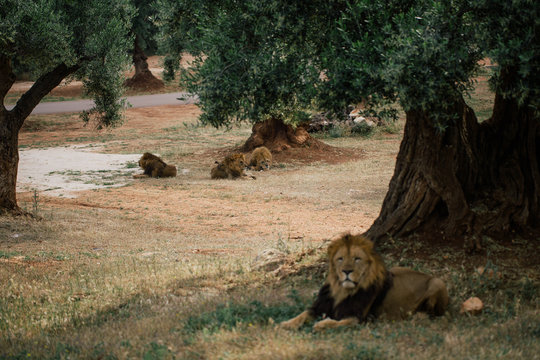 Lions in the in Fasano apulia Italy © Vivid Cafe