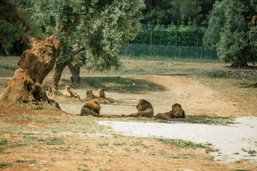 Lions in the in Fasano apulia Italy © Vivid Cafe