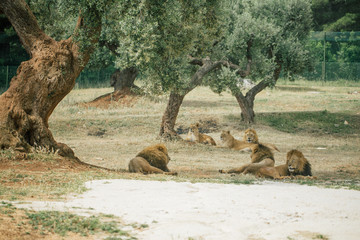 Lions in the in Fasano apulia Italy © Vivid Cafe