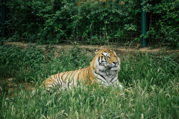 Tiger under a tree in Fasano apulia Italy