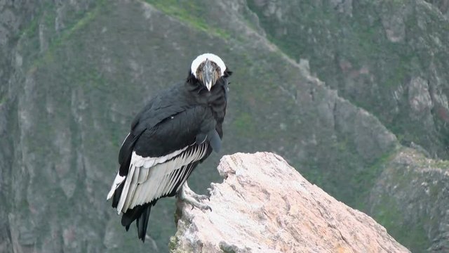 Andean condor close up resting on a stone.  Found in the Andes mountains and adjacent Pacific coasts of western South America, the Andean condor is the largest flying bird in the world.