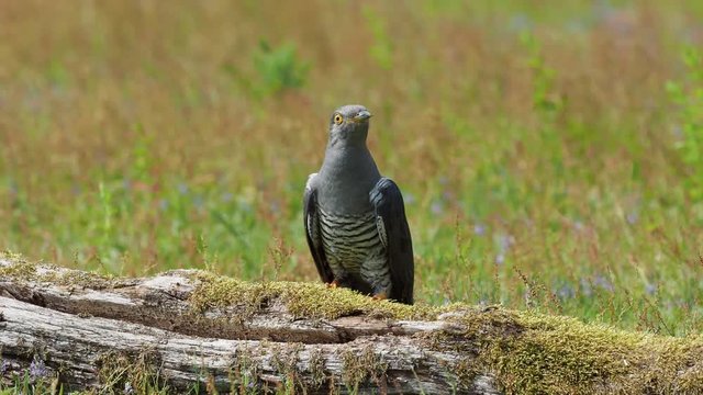 Cuckoo ( Cuculus canorus )  on the ground