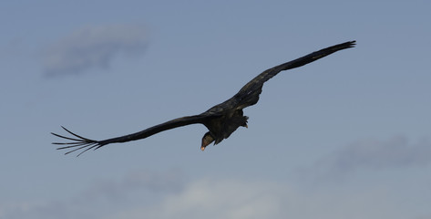 Condor in Patagonia