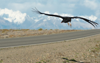 Condor in Patagonia