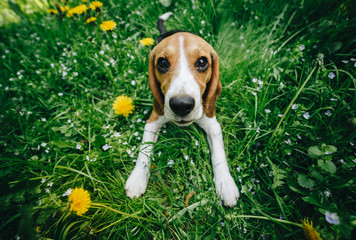 Top view shot of cute little beagle puppy lying on the green grass with yellow flowers on the...