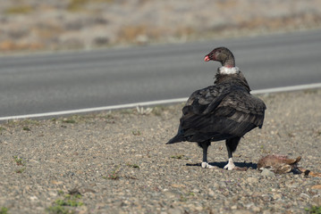 Condor in Patagonia