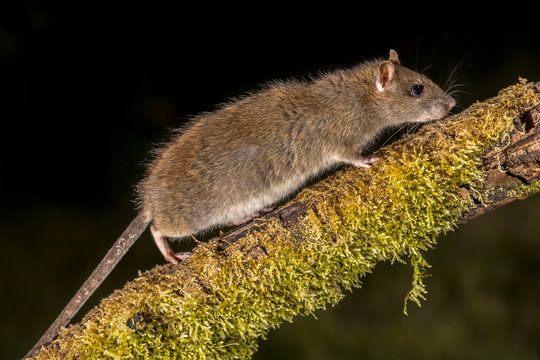 Wild Brown rat on log at night