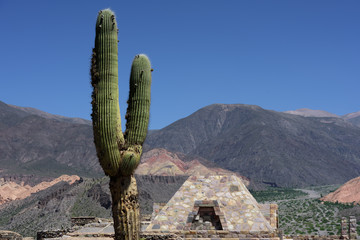 Giant cactus and ruins in the plateaux 