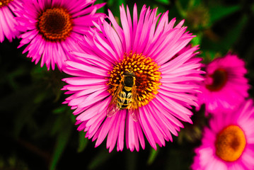 Obraz premium bee and flower