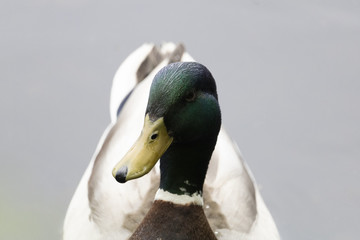 Canard Colvert, Mallard, mâle. Anatidés