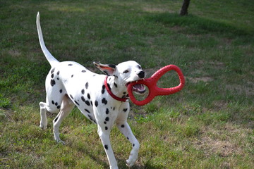 mika de la petite vallee des chiens