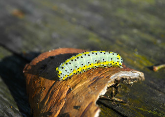 Processed by: Helicon Filter;