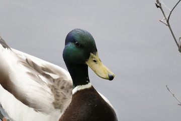Canard Colvert, Mallard, mâle. Anatidés