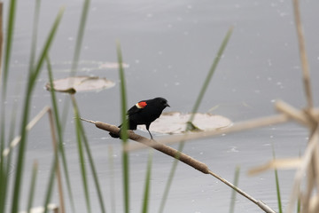 Carouge à épaulettes, Red-winged Blackbird Ictéridés