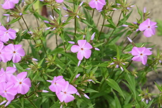Rozkwitające floksy  r&oacute;żowe  kwiaty phlox