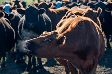 Herd of young cows