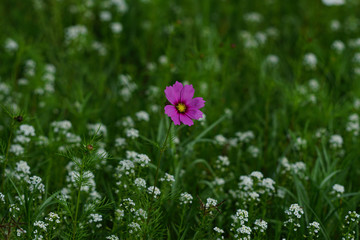 Wildflowers in Eastern North Carolina